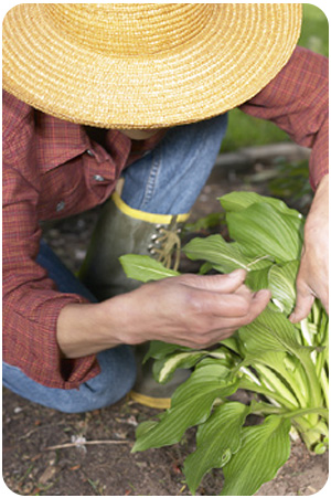 Gardener Gardener