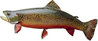 Brook Trout Brook Trout