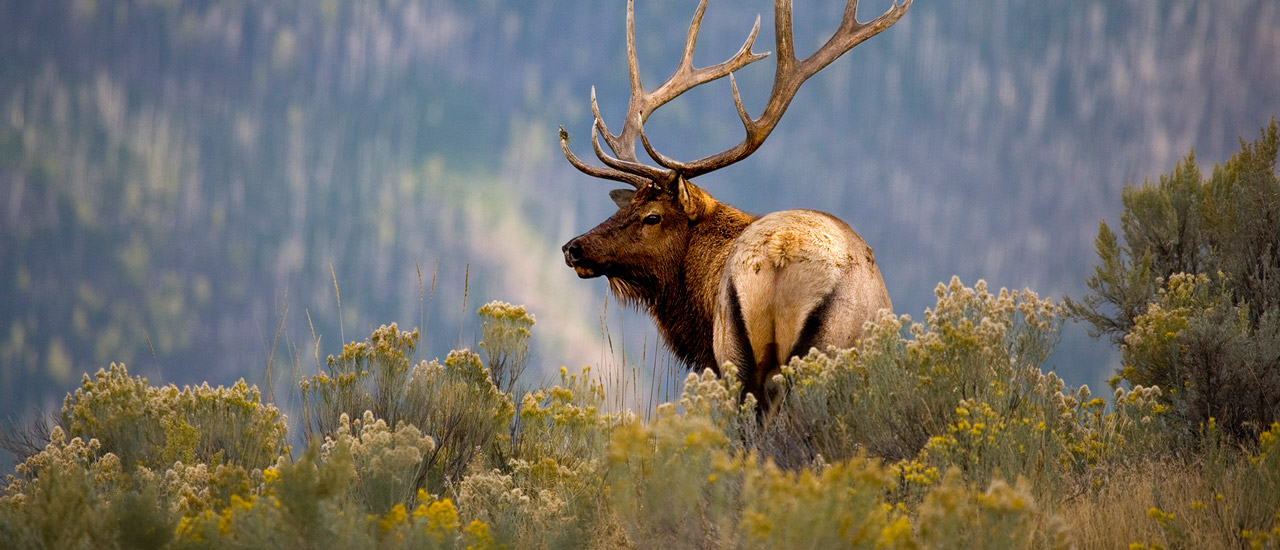 An elk with massive antlers stands looking at its surroundings amid brush.