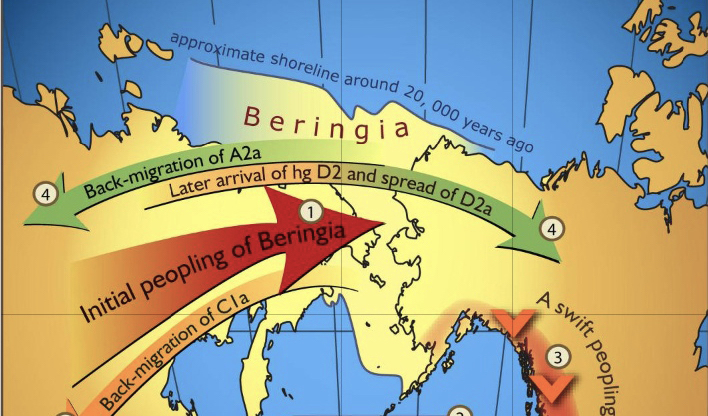 Illustration of the Beringia gene flow map.