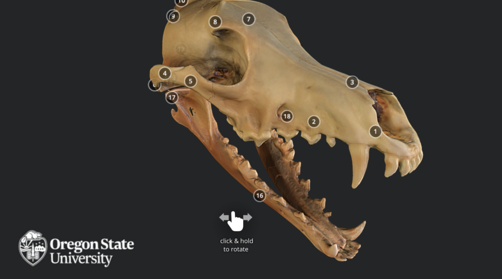 3D Skull with annotation