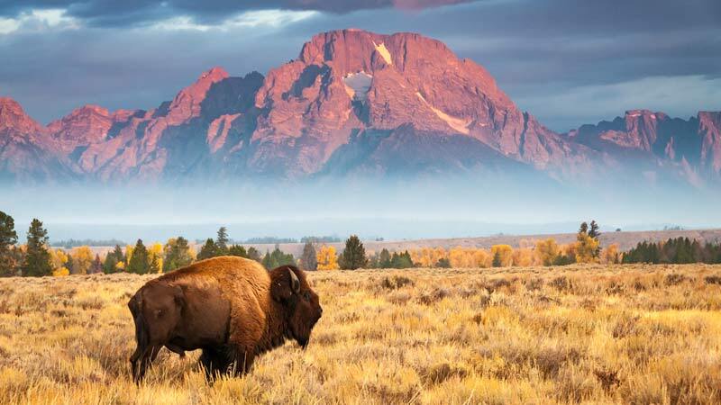 Landscape scene with a bison standing in yellow rangeland dotted with trees and a rocky mountain in the distance