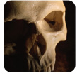 forensic anthropology