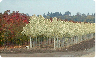 Nursery Trees