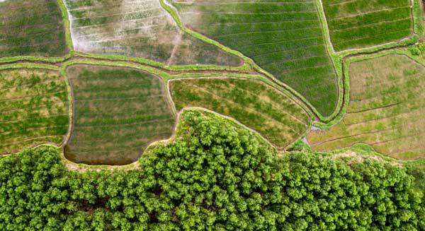 Aerial view of patchwork agricultural fields meeting a dense green forest.