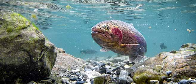 Underwater view of a trout swimming above a rocky riverbed.