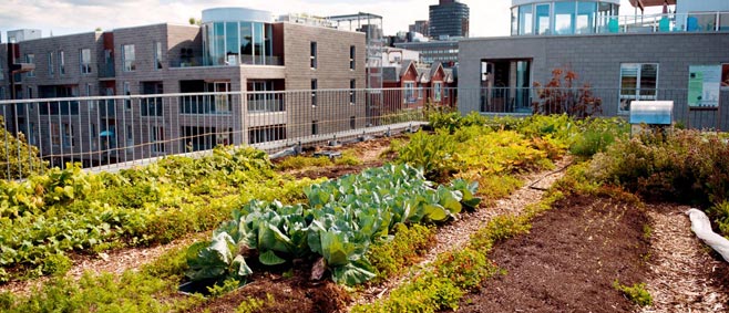 Urban Agriculture banner