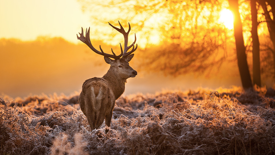 A red deer stag with large antlers stands in a frosty meadow at sunrise.
