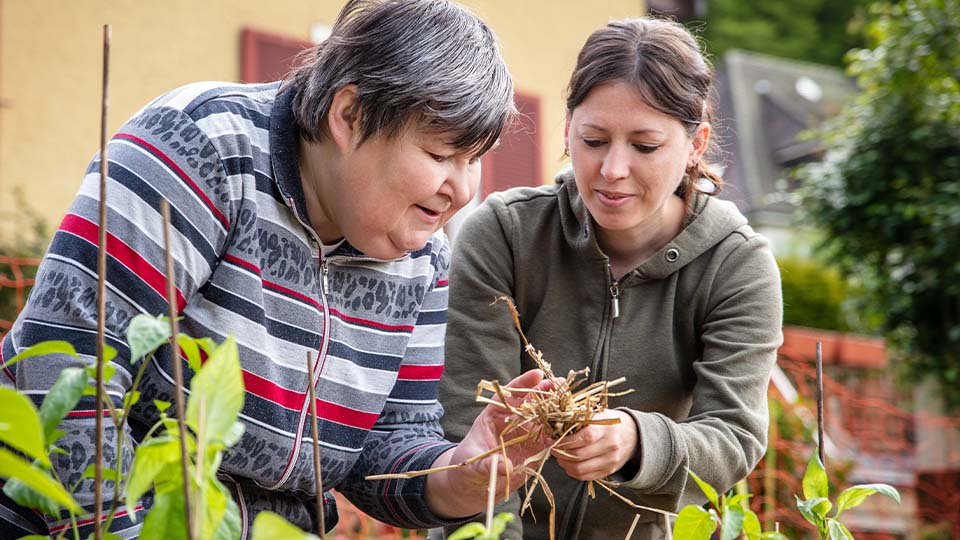 Two people working together in a garden, closely examining and holding a bundle of dried plant roots among green plants, with a house and trees in the background.