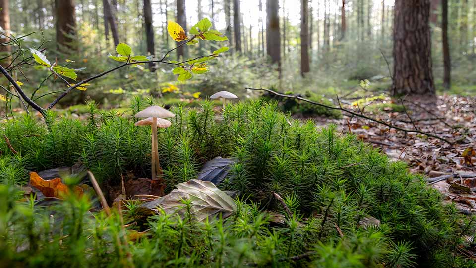 Small mushrooms and mosses grow among fallen leaves on a forest floor, highlighting plant systems and their natural environment