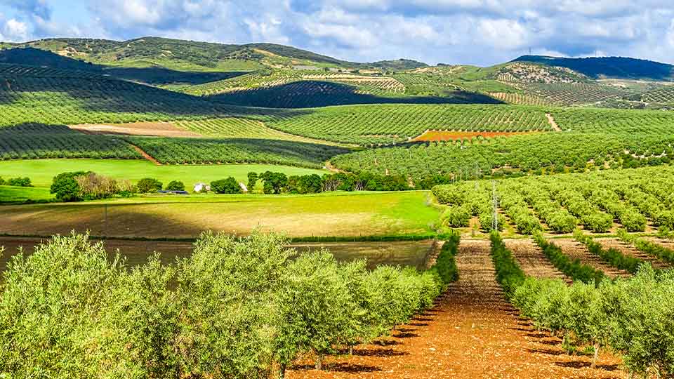 A lush green olive grove stretches across rolling hills under a partly cloudy sky, with rows of trees and distant farmland visible