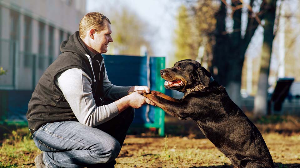 Dog sits on hind legs with a man kneeling in front, holding its paws during a training session