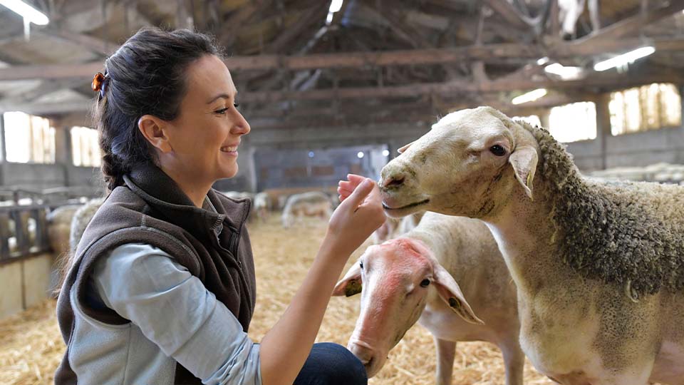Smiling woman bends down in a barn, gently feeding a sheep as part of her role in caring for livestock