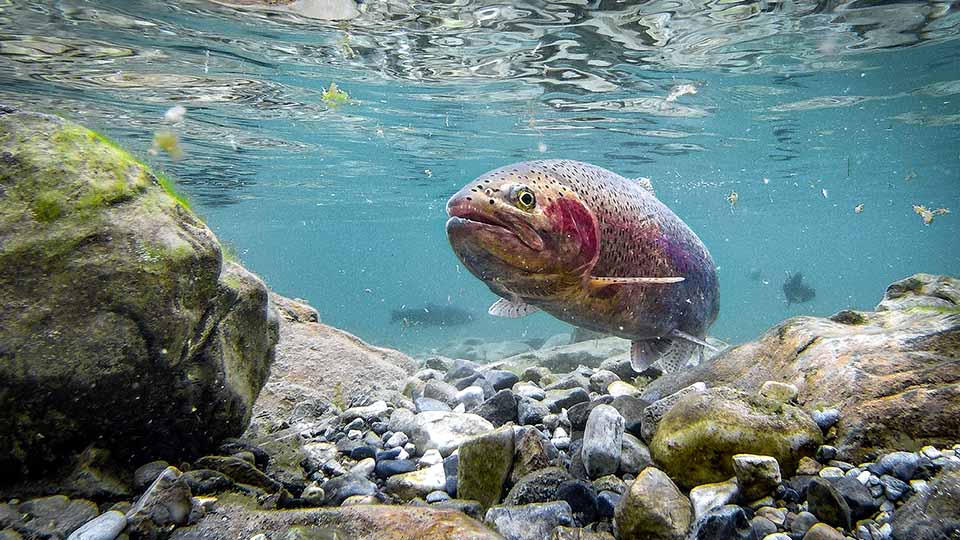 Underwater view of a trout swimming above a rocky riverbed.