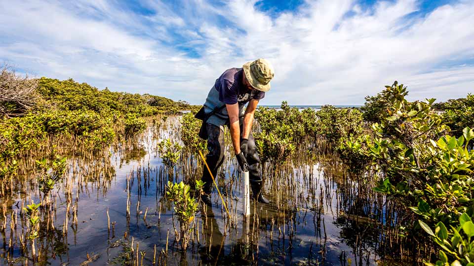 Person using a core sampler in the shallows of a mangrove forest, surrounded by water and greenery, under a bright sky