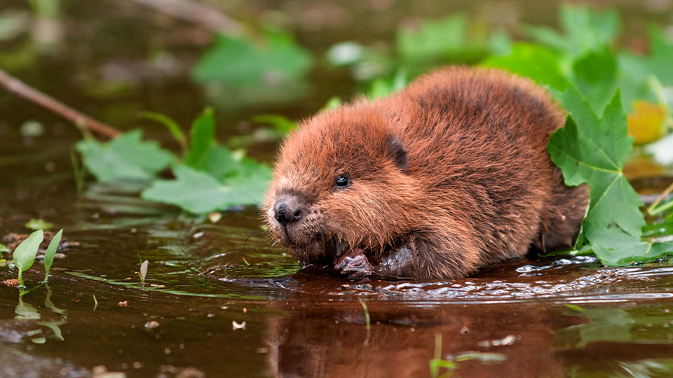 Fuzzy brown beaver wading into shallow water next to green leaves and branches