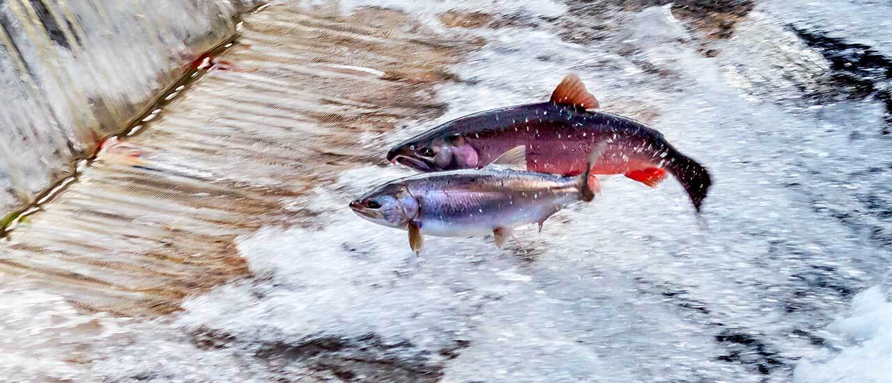 A male and female Chinook salmon jump out of the water as they swim upstream in a fast-flowing river