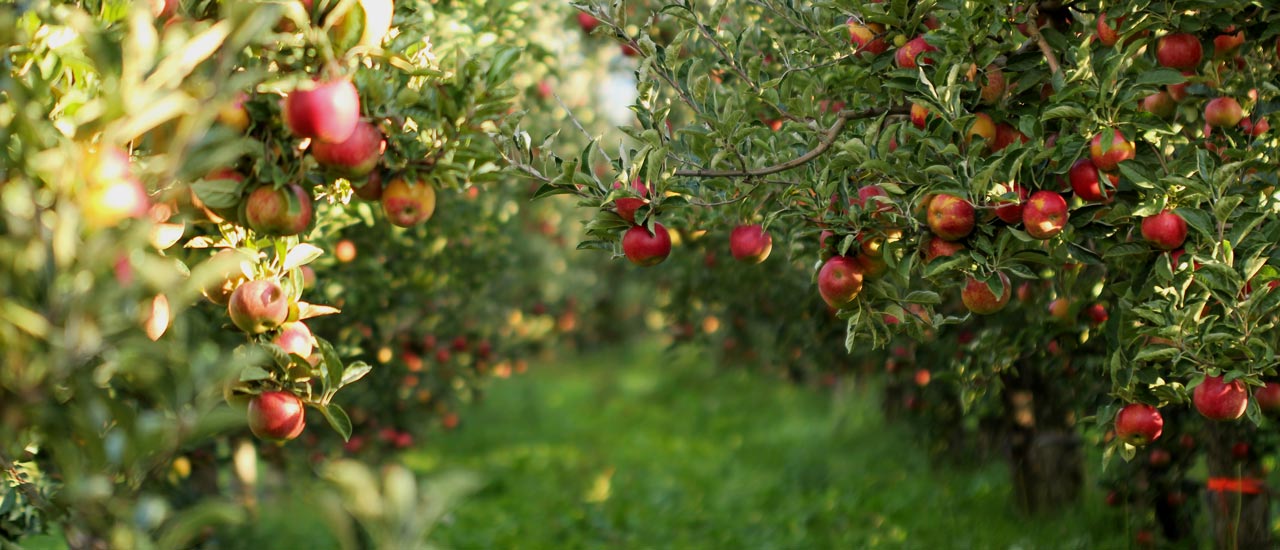 An apple orchard with dozens of red apples on trees