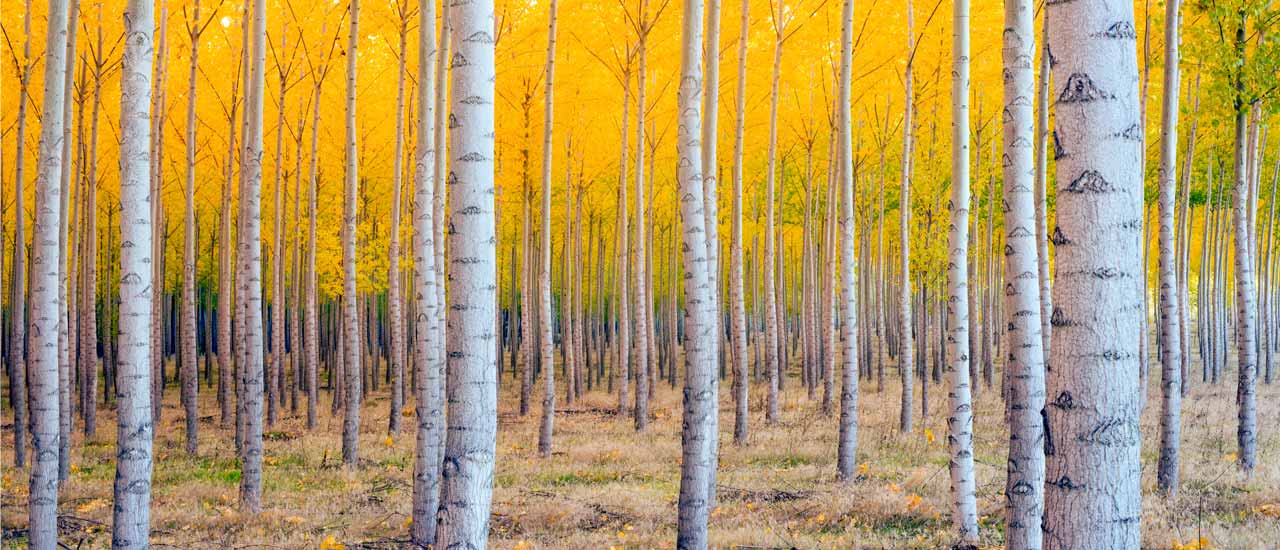 A stand of yellow aspen trees