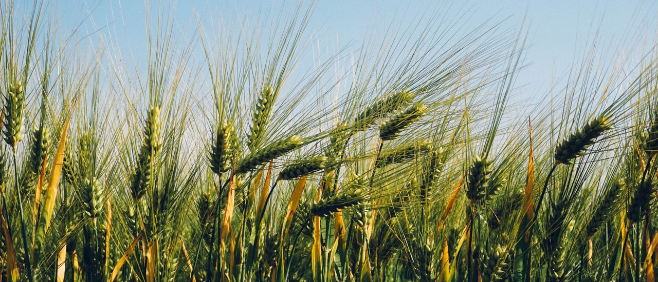 Close-up of green wheat stalks against bright blue sky