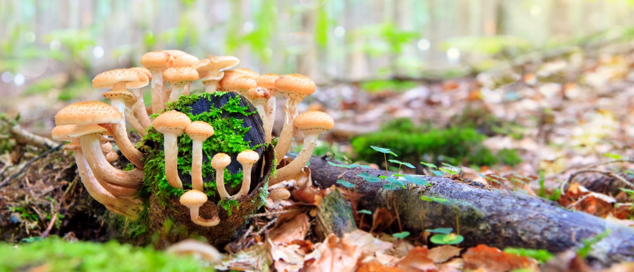 Small, golden mushrooms sprouting from moss-covered log on forest floor