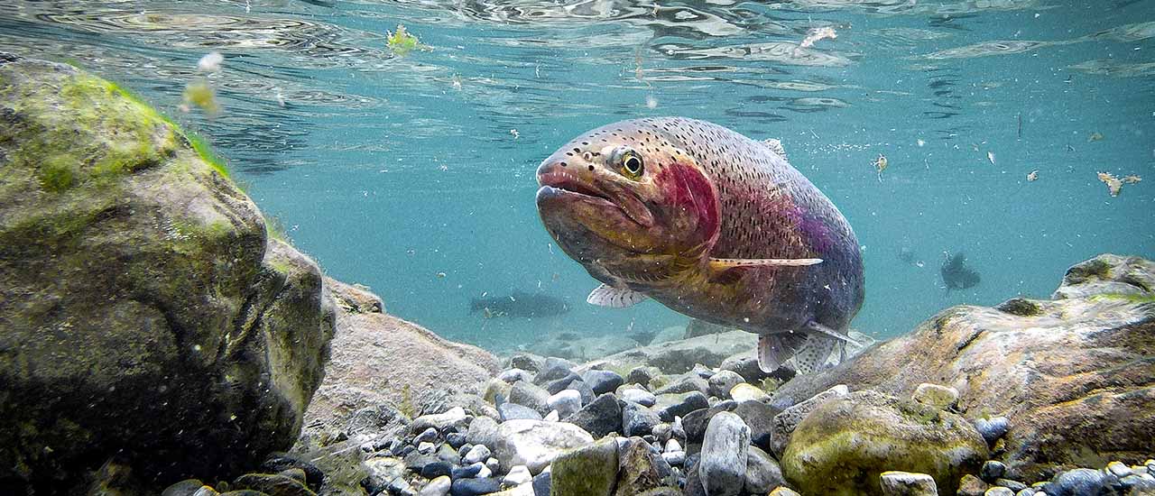 Underwater view of a trout swimming above a rocky riverbed.