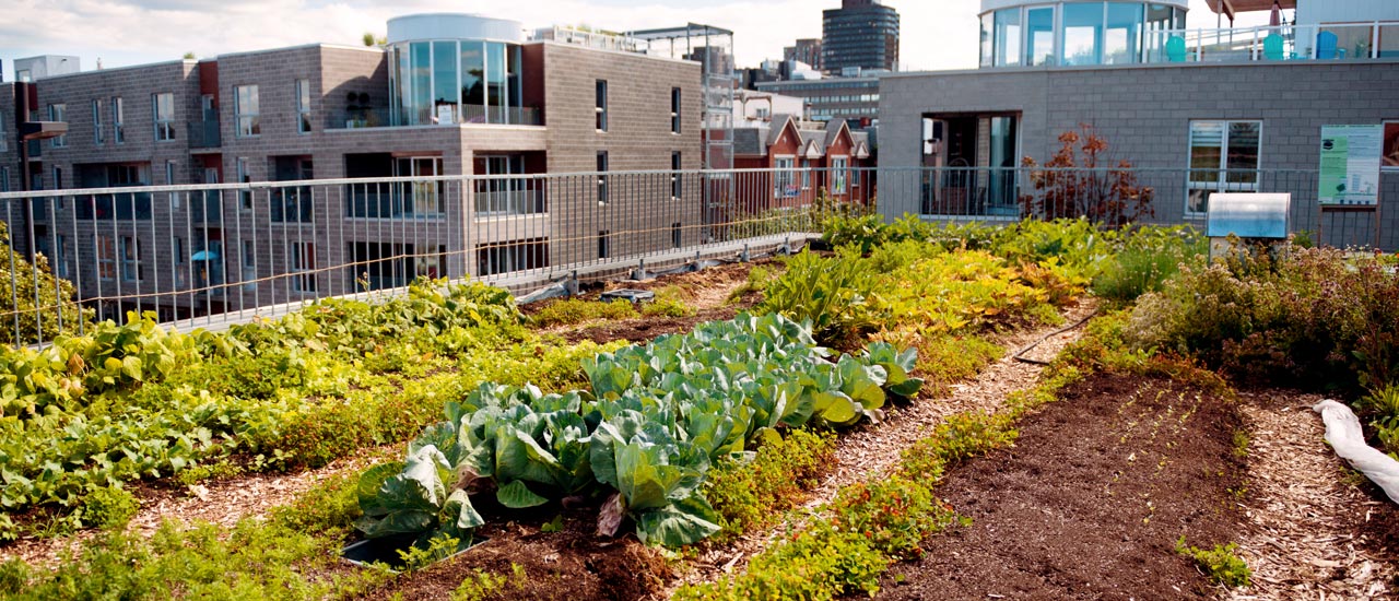 A lush garden is situated on a rooftop amid large brick buildings in an urban area.
