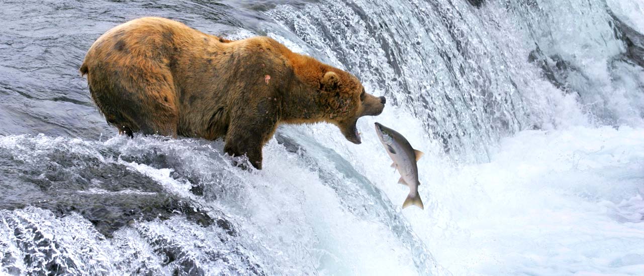 Fish jumping toward the open mouth of a grizzly bear standing at the top of a waterfall