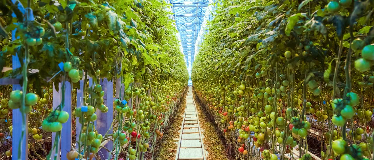 Thousands of cherry tomatoes growing in tall rows inside a commercial greenhouse