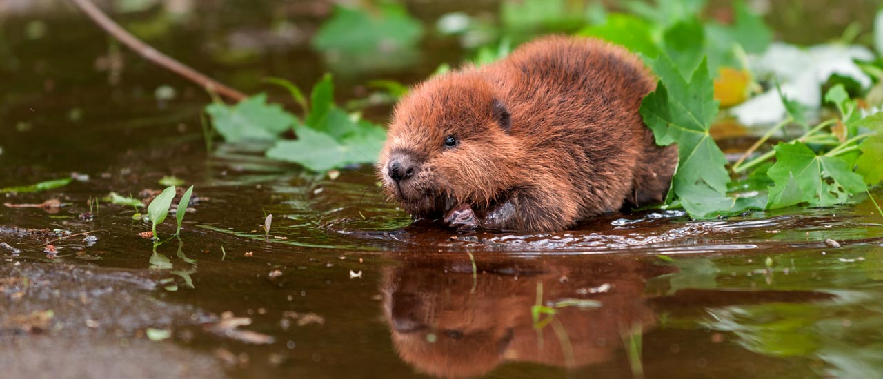 Fuzzy brown beaver wading into shallow water next to green leaves and branches