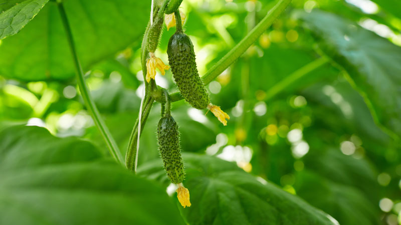 Young cucumbers growing on a vine with vibrant yellow flowers and large green leaves in the background.