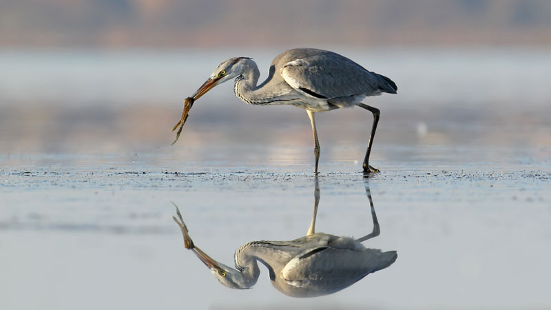 A grey heron stands in shallow water with a captured fish in its beak, reflected on the water’s surface.