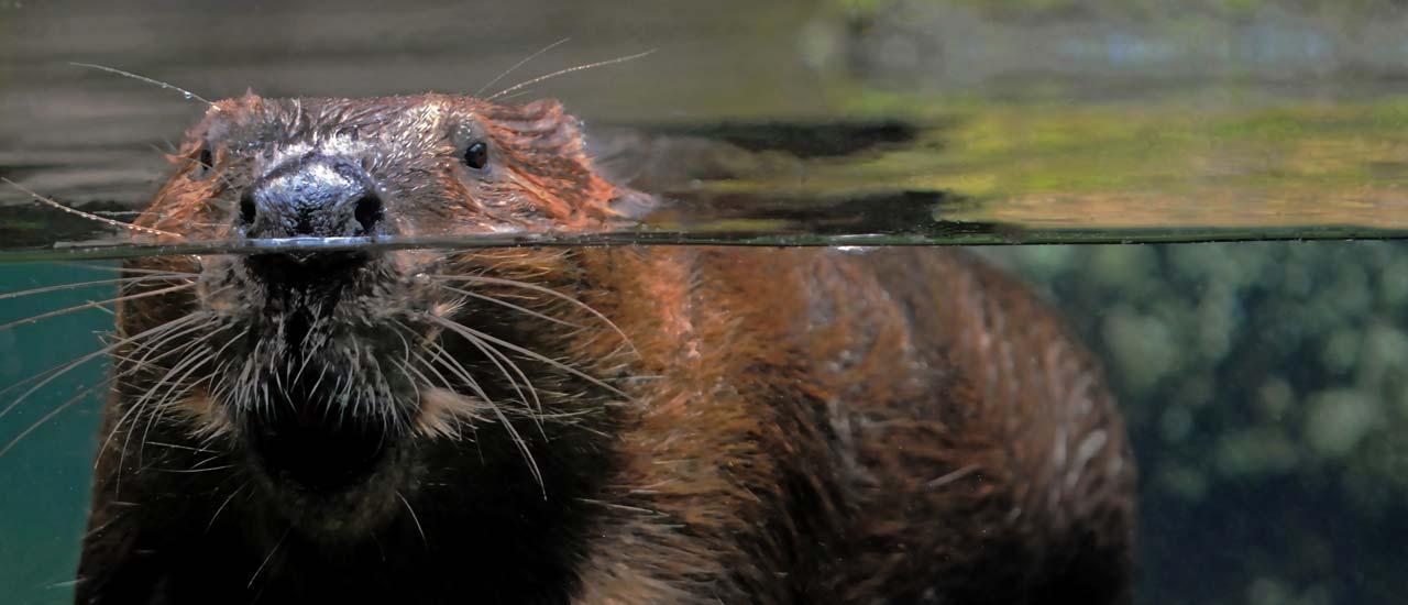 Beaver swimming