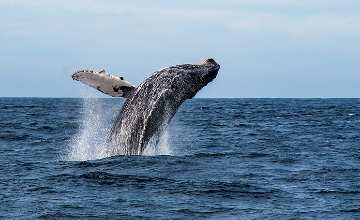 A humpback whale breaches and soars in the air above the ocean. Holly Campbell teaches an ocean law course for Oregon State and uses an open textbook.