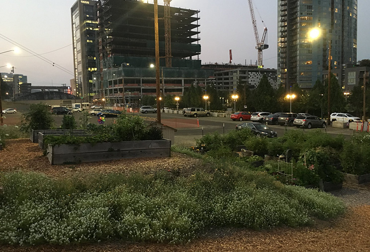 An urban garden sits in the image foreground with plants in raised beds and elsewhere. A parking garage under construction with a crane is in the background. Urban agriculture online.